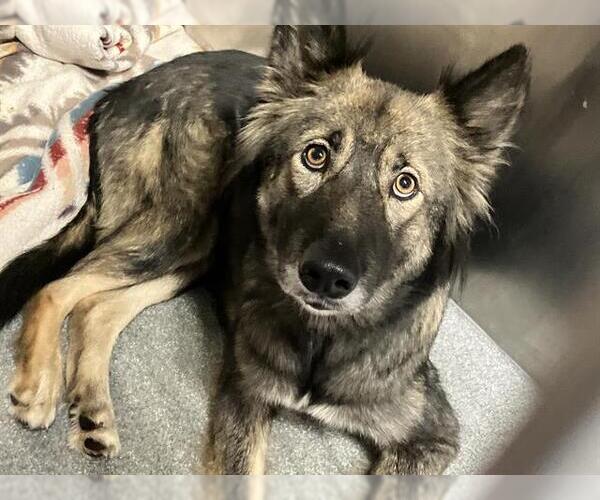 Medium Photo #1 German Shepherd Dog-Unknown Mix Puppy For Sale in Orange, CA, USA