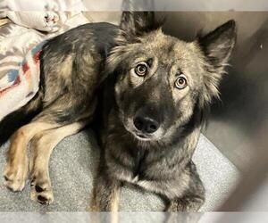 German Shepherd Dog-Unknown Mix Dogs for adoption in Orange, CA, USA