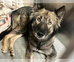 Small German Shepherd Dog Mix