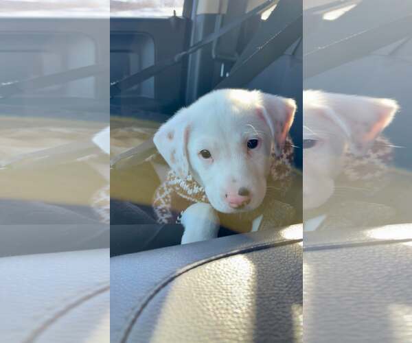 Medium Photo #3 Mutt Puppy For Sale in pomfret, CT, USA