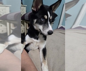 Alusky Puppy for sale in GROVE CITY, OH, USA