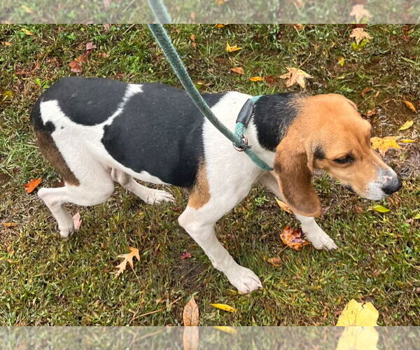 Medium Photo #2 Mutt Puppy For Sale in Tarboro, NC, USA