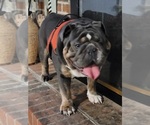 Small Photo #1 English Bulldog Puppy For Sale in CALLAO, VA, USA