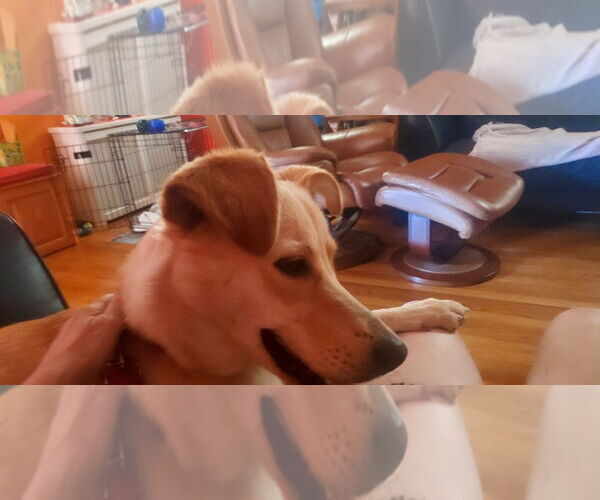 Medium Photo #10 Labrador Retriever-Unknown Mix Puppy For Sale in Woodbury, NY, USA