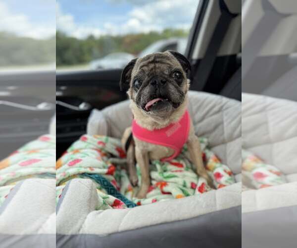 Medium Photo #1 Pug Puppy For Sale in Indianapolis, IN, USA
