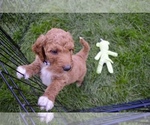 Small Photo #7 Australian Labradoodle Puppy For Sale in COLORADO SPRINGS, CO, USA