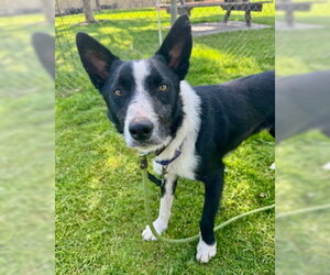 Pinto - Male Border Collie-Unknown Mix Dog for Adoption - Photo #2