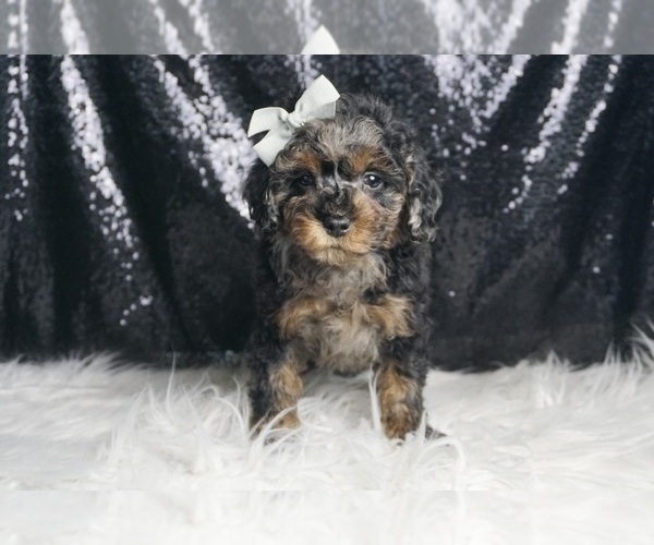 Medium Photo #28 Poodle (Toy) Puppy For Sale in WARSAW, IN, USA