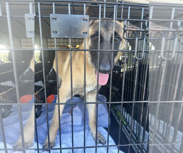 Medium Photo #4 Mutt Puppy For Sale in Imlay City, MI, USA