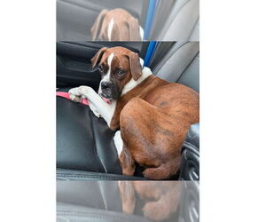 Boxer Dogs for adoption in Austin, TX, USA