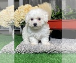 Small Bichon Frise