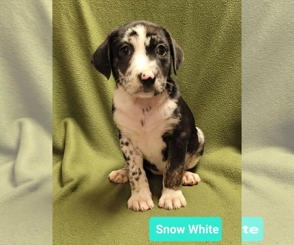 Medium Photo #2 Mutt Puppy For Sale in Richmond, IN, USA