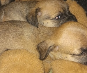Jack Chi Puppy for sale in LAKELAND, FL, USA