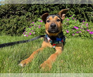 Mutt Dogs for adoption in Bellevue, WA, USA