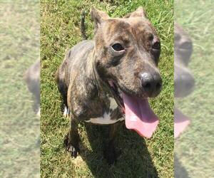 Mutt Dogs for adoption in Grovetown, GA, USA