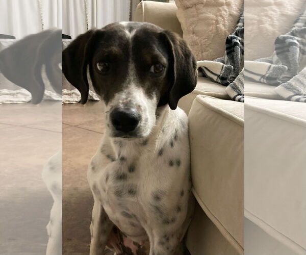 Medium Photo #8 Pointer-Unknown Mix Puppy For Sale in Queen Creek, AZ, USA