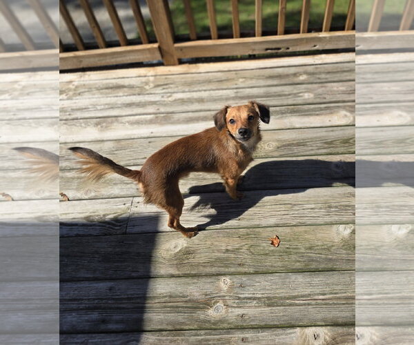 Medium Photo #2 Dachshund-Unknown Mix Puppy For Sale in Columbus, IN, USA