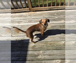 Small Photo #2 Dachshund-Unknown Mix Puppy For Sale in Columbus, IN, USA
