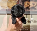 Small Photo #15 Labrador Retriever Puppy For Sale in POCAHONTAS, IL, USA