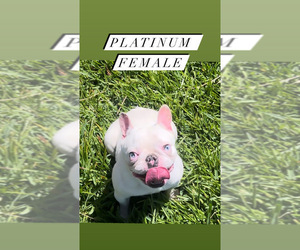 French Bulldog Puppy for sale in LOS ANGELES, CA, USA