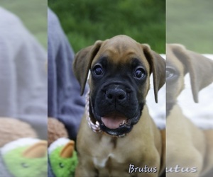 Boxer Puppy for sale in SHIPSHEWANA, IN, USA