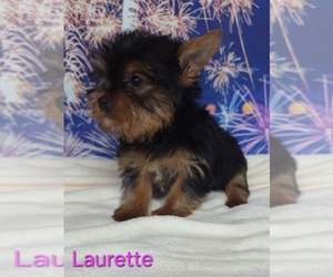 Yorkshire Terrier Puppy for sale in AZLE, TX, USA