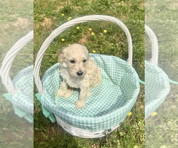 Medium Photo #2 Double Doodle Puppy For Sale in ROARING RIVER, NC, USA