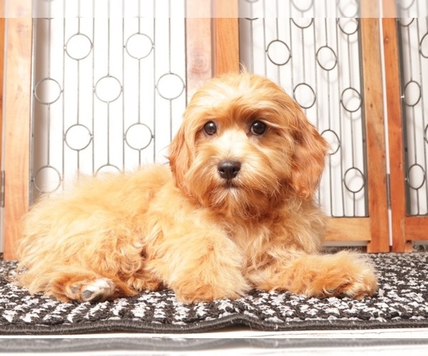 Medium Photo #3 Cavapoo (Miniature) Puppy For Sale in NAPLES, FL, USA