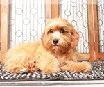 Puppy Toby Cavapoo (Miniature)
