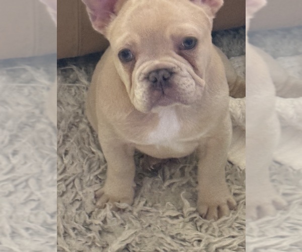 Medium Photo #4 French Bulldog Puppy For Sale in SUSSEX, WI, USA