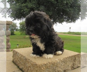Shih-Poo Puppy for sale in LE MARS, IA, USA