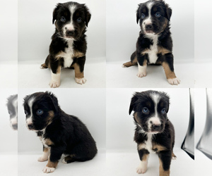 Miniature Australian Shepherd Puppy for sale in BROOKER, FL, USA