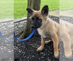Small #34 German Shepherd Dog