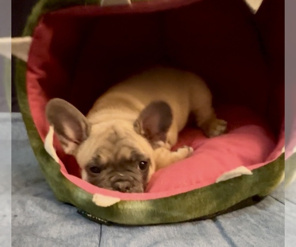Medium Photo #7 French Bulldog Puppy For Sale in ORANGE, TX, USA