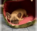 Small #6 French Bulldog