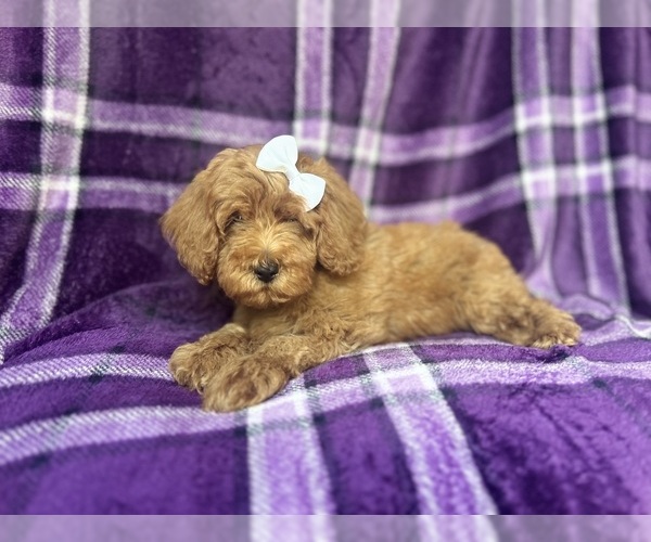Medium Photo #2 Cock-A-Poo Puppy For Sale in LAKELAND, FL, USA