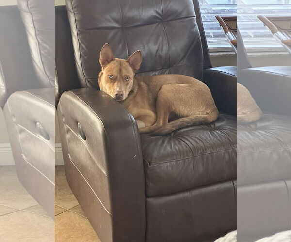 Medium Photo #11 Australian Kelpie-Unknown Mix Puppy For Sale in Valrico, FL, USA