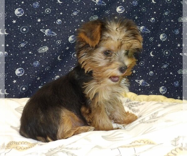 Medium Photo #10 Yorkshire Terrier Puppy For Sale in PATERSON, NJ, USA