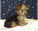 Small Photo #10 Yorkshire Terrier Puppy For Sale in PATERSON, NJ, USA
