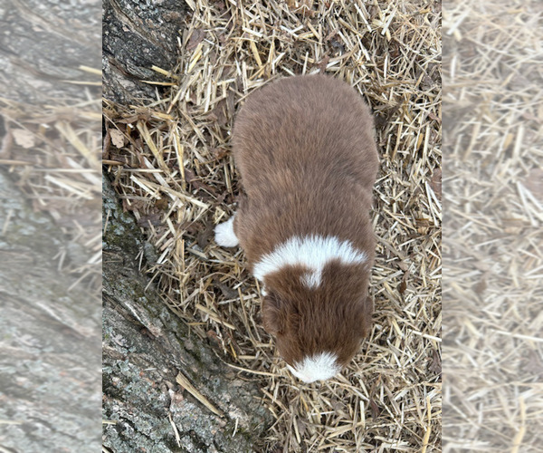 Medium Photo #14 Australian Shepherd Puppy For Sale in SMITHS GROVE, KY, USA