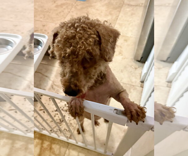 Medium Photo #3 Poodle (Miniature) Puppy For Sale in Boca Raton, FL, USA
