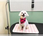 Small Maltese Mix