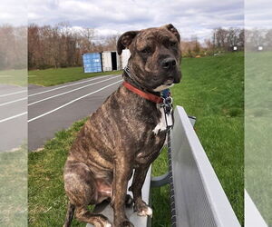 American Pit Bull Terrier-American Staffordshire Terrier Mix Dogs for adoption in Lawrenceville, NJ, USA