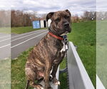 Small American Pit Bull Terrier-American Staffordshire Terrier Mix