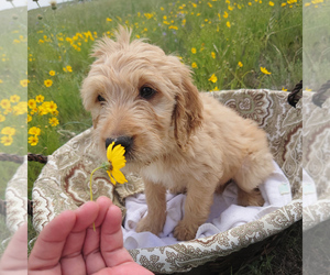 Goldendoodle Puppy for sale in PEYTON, CO, USA