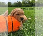 Small #21 Golden Retriever