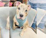 Pistachio - Male Mutt Dog for Adoption - Small photo