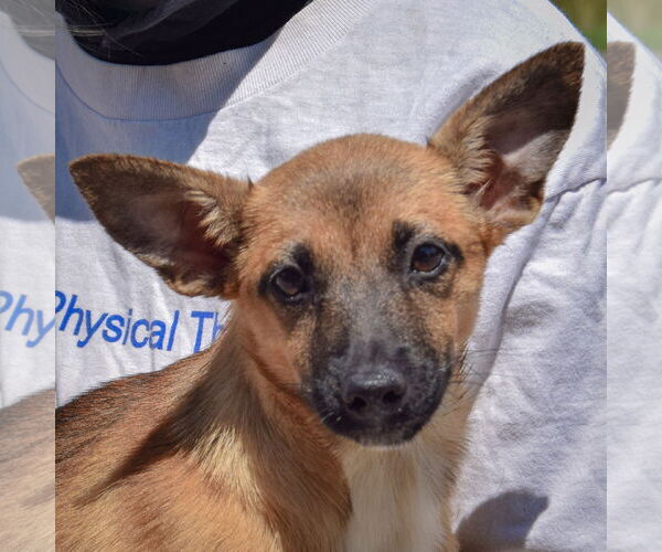 Medium Photo #2 German Shepherd Dog-Unknown Mix Puppy For Sale in Huntley, IL, USA
