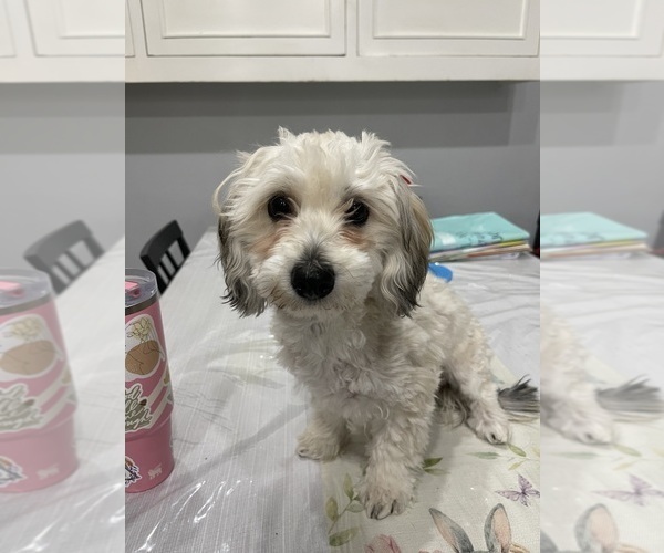 Medium Photo #15 Maltipoo (Miniature) Puppy For Sale in PALMDALE, CA, USA