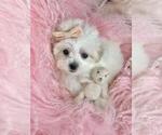 Small #4 Maltese